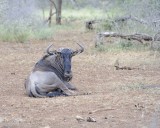 Wildebeest, Blue-010213-Kruger National Park, South Africa-#3478.jpg