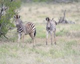 Zebra, Burchells, 2 Foals-010213-Kruger National Park, South Africa-#0516.jpg