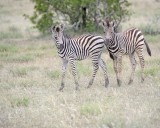 Zebra, Burchells, 2 Foals-010213-Kruger National Park, South Africa-#0520.jpg