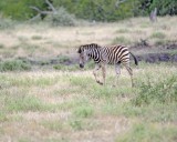 Zebra, Burchells, Foal-010213-Kruger National Park, South Africa-#0465.jpg