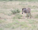 Zebra, Burchells, Foal-010213-Kruger National Park, South Africa-#0471.jpg