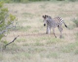 Zebra, Burchells, Foal-010213-Kruger National Park, South Africa-#0482.jpg