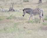 Zebra, Burchells, Foal-010213-Kruger National Park, South Africa-#0497.jpg