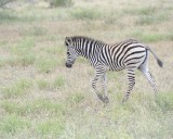 Zebra, Burchells, Foal-010213-Kruger National Park, South Africa-#3430.jpg