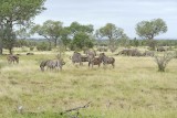 Zebra, Burchells, Herd-010213-Kruger National Park, South Africa-#3142.jpg