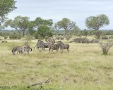 Zebra, Burchells, Herd-010213-Kruger National Park, South Africa-#3143.jpg