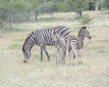 Zebra, Burchells, Mare & 2 Foal-010213-Kruger National Park, South Africa-#3367.jpg