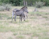 Zebra, Burchells, Mare & Foal-010213-Kruger National Park, South Africa-#0441.jpg