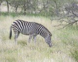 Zebra, Burchells-010213-Kruger National Park, South Africa-#0211.jpg