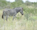 Zebra, Burchells-010213-Kruger National Park, South Africa-#2884.jpg