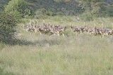 Somali Ostrich Chicks