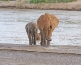 Elephant, African, 2 in River-010613-Samburu National Reserve, Kenya-#1956.jpg