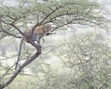 Leopard, in tree-010613-Samburu National Reserve, Kenya-#1512.jpg