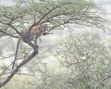 Leopard, in tree-010613-Samburu National Reserve, Kenya-#1517.jpg
