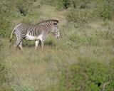 Zebra, Grevys-010613-Samburu National Reserve, Kenya-#0443.jpg