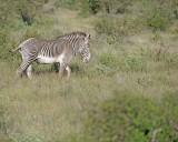 Zebra, Grevys-010613-Samburu National Reserve, Kenya-#0444.jpg