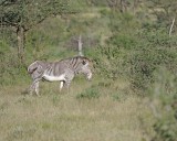 Zebra, Grevys-010613-Samburu National Reserve, Kenya-#0513.jpg