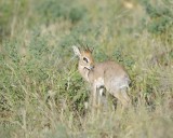 Dik-dik-010713-Samburu National Reserve, Kenya-#0217.jpg