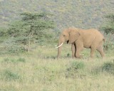 Elephant, African, Bull-010713-Samburu National Reserve, Kenya-#1808.jpg