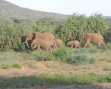 Elephant, African-010713-Samburu National Reserve, Kenya-#1778.jpg