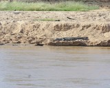 Crocodile, Nile-010813-Samburu National Reserve, Kenya-#1271.jpg