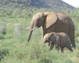 Elephant, African, Cow & Calf-010813-Samburu National Reserve, Kenya-#3387.jpg
