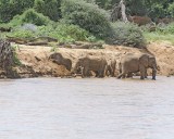 Elephant, African, Herd in river-010813-Samburu National Reserve, Kenya-#1873.jpg