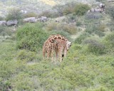Giraffe, Reticulated, 2 necking-010813-Samburu National Reserve, Kenya-#2333.jpg