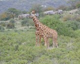 Giraffe, Reticulated, 2 necking-010813-Samburu National Reserve, Kenya-#2380.jpg