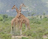 Giraffe, Reticulated, 2-010813-Samburu National Reserve, Kenya-#1612.jpg