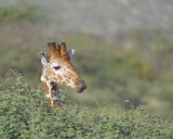 Giraffe, Reticulated, Head & Tongue-010813-Samburu National Reserve, Kenya-#4897.jpg