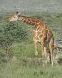 Giraffe, Reticulated,w 2 Oxpeckers-010813-Samburu National Reserve, Kenya-#3664.jpg