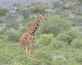 Giraffe, Reticulated-010813-Samburu National Reserve, Kenya-#2418.jpg