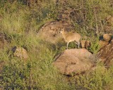 Klipspringer, Ewe-010813-Samburu National Reserve, Kenya-#0231.jpg