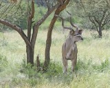Gallery of Greater Kudu
