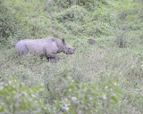 Rhinoceros, Black-010913-Lake Nakuru National Park, Kenya-#1312.jpg