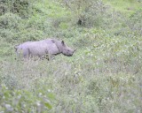 Rhinoceros, Black-010913-Lake Nakuru National Park, Kenya-#1325.jpg