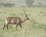 Waterbuck, Defassa, Buck-010913-Lake Nakuru National Park, Kenya-#0866.jpg