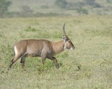 Waterbuck, Defassa, Buck-010913-Lake Nakuru National Park, Kenya-#0868.jpg
