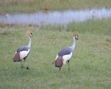 Crane, Grey Crowned-011013-Lake Nakuru National Park, Kenya-#4799.jpg