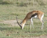 Gazelle, Thomsons-011013-Lake Nakuru National Park, Kenya-#0512.jpg