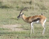 Gazelle, Thomsons-011013-Lake Nakuru National Park, Kenya-#0516.jpg