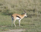 Gazelle, Thomsons-011013-Lake Nakuru National Park, Kenya-#0634.jpg