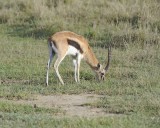 Gazelle, Thomsons-011013-Lake Nakuru National Park, Kenya-#0639.jpg