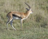 Gazelle, Thomsons-011013-Lake Nakuru National Park, Kenya-#0703.jpg