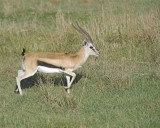 Gazelle, Thomsons-011013-Lake Nakuru National Park, Kenya-#0835.jpg