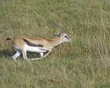 Gazelle, Thomsons-011013-Lake Nakuru National Park, Kenya-#0839.jpg