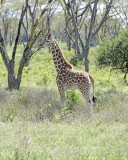 Giraffe, Rothschilds-011013-Lake Nakuru National Park, Kenya-#2609.jpg