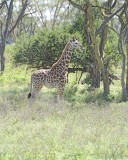 Giraffe, Rothschilds-011013-Lake Nakuru National Park, Kenya-#2634.jpg