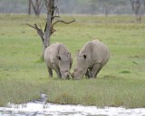 Rhinoceros, White, 2-011013-Lake Nakuru National Park, Kenya-#3417.jpg